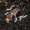 Broche Escarabajo Ref BR10-003