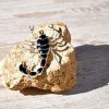 escarabajo